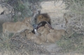 Lions chowing down on giraffe